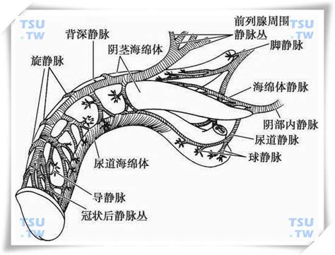 陰莖上|陰莖(陽具):解剖結構,組織學結構,兩種自然狀態,相關疾病與治療,